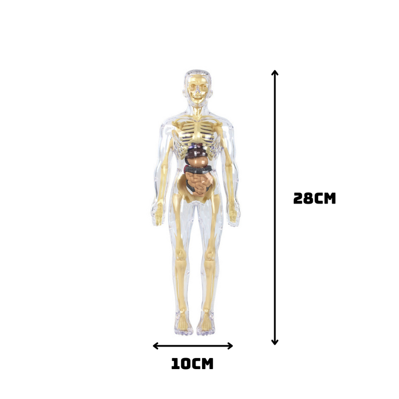 Human Body Model