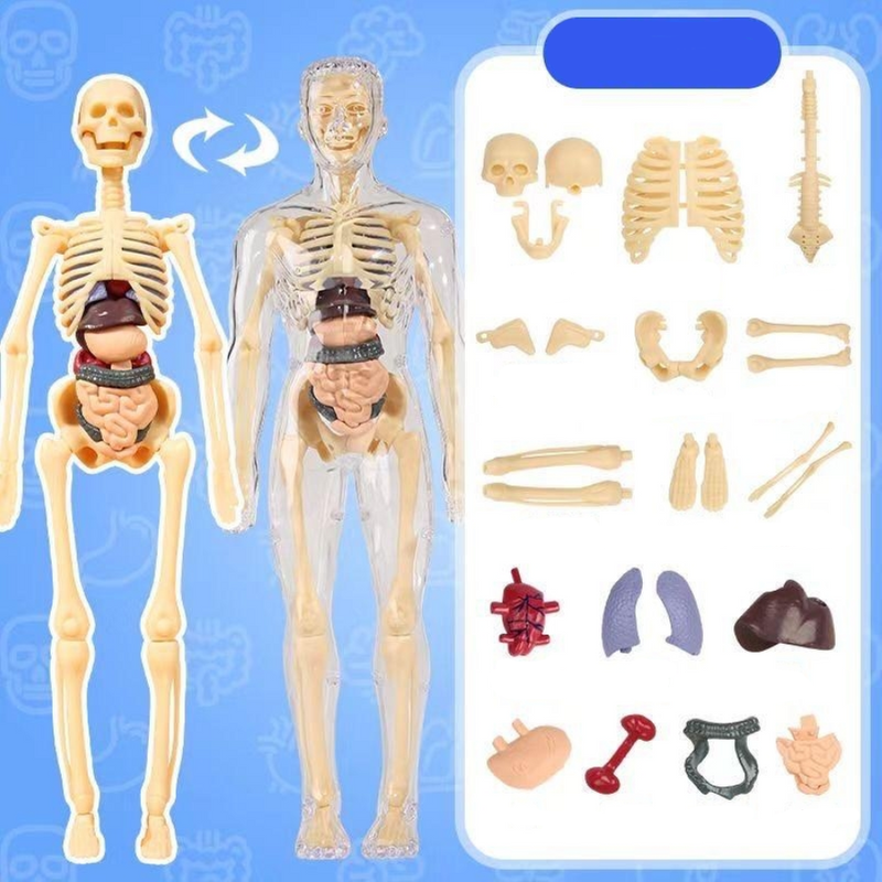 Human Body Model