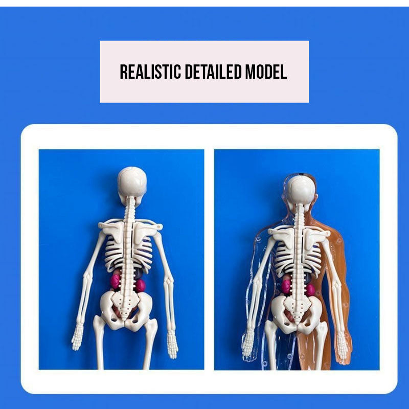 Human Body Model