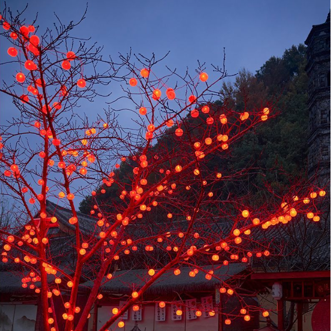 Persimmon Lights