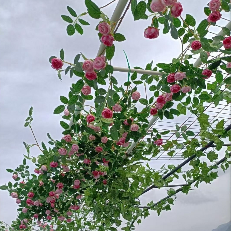 Hanging Rose Vine