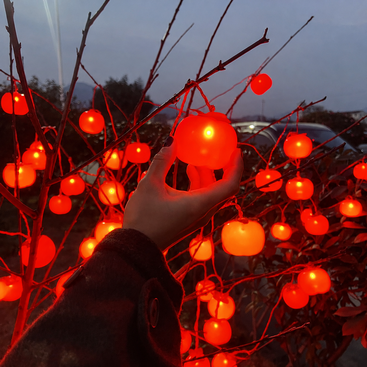 Persimmon Lights
