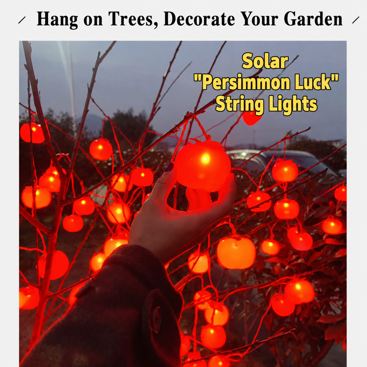 Persimmon Lights